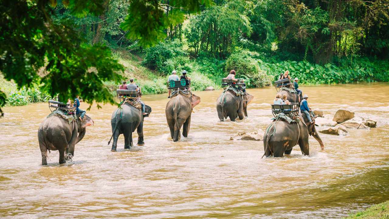 Tour du lịch Thái Lan - Làng voi Pattaya