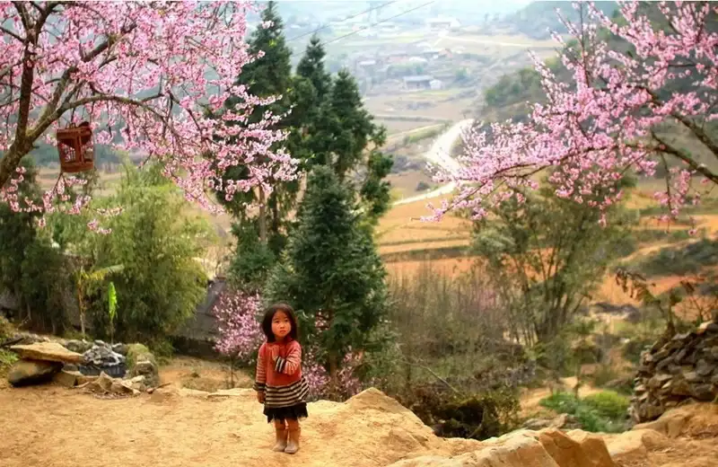 du lịch sapa tết