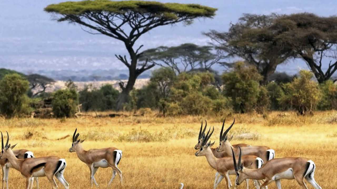 Tour du lịch Châu Phi - Điểm đến lí tưởng