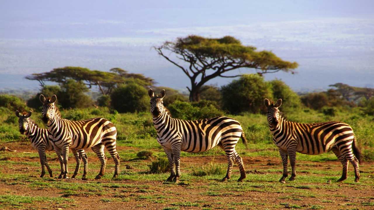 Tour du lịch Kenya
