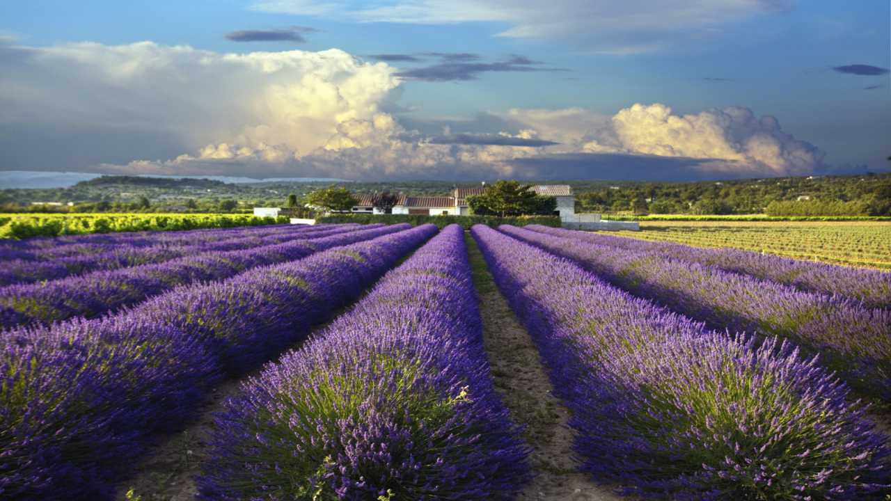 Tỉnh Provence nổi tiếng với những cánh đồng hoa oải hương đầy lãng mạn.