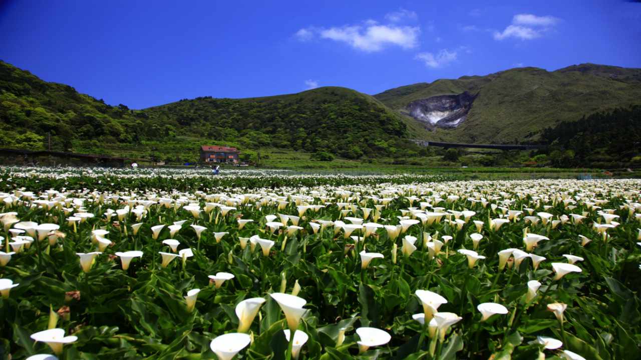 Tour Đài Loan -  Cánh đồng hoa loa kèn Calla Lily tại Dương Minh Sơn