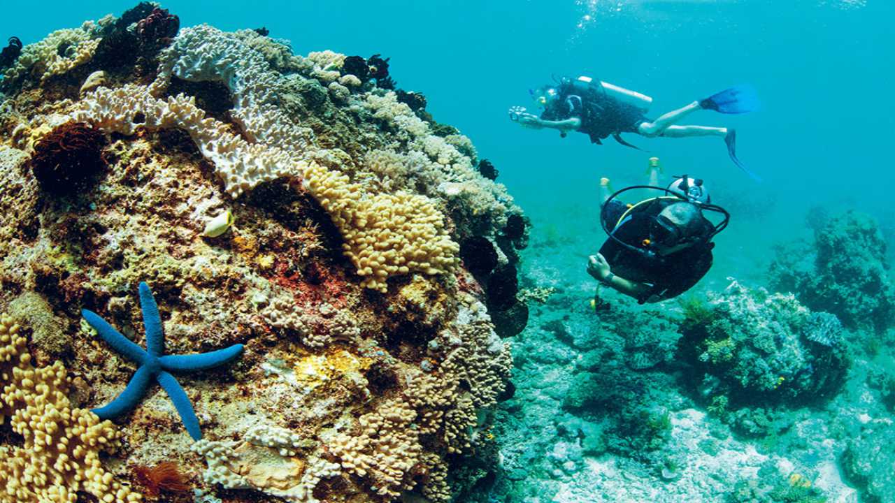 Lặn biển ngắm san hô cũng là trải nghiệm tuyệt vời không nên bỏ lỡ khi đi tour đảo Bình Ba.