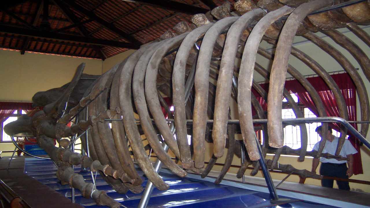 Tour Phan Thiết - Chiêm ngưỡng bộ xương cá voi lớn nhất Đông Nam Á