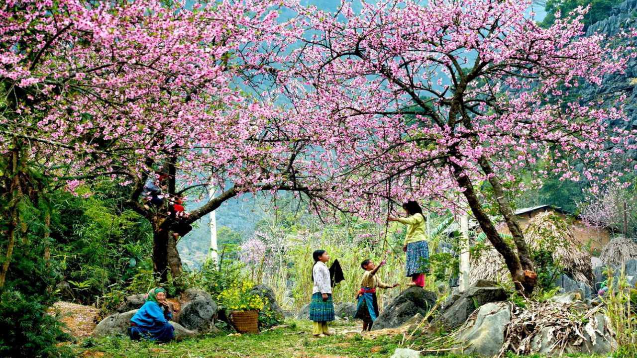 Tour xuyên Việt - Tây Bắc mùa hoa xuân