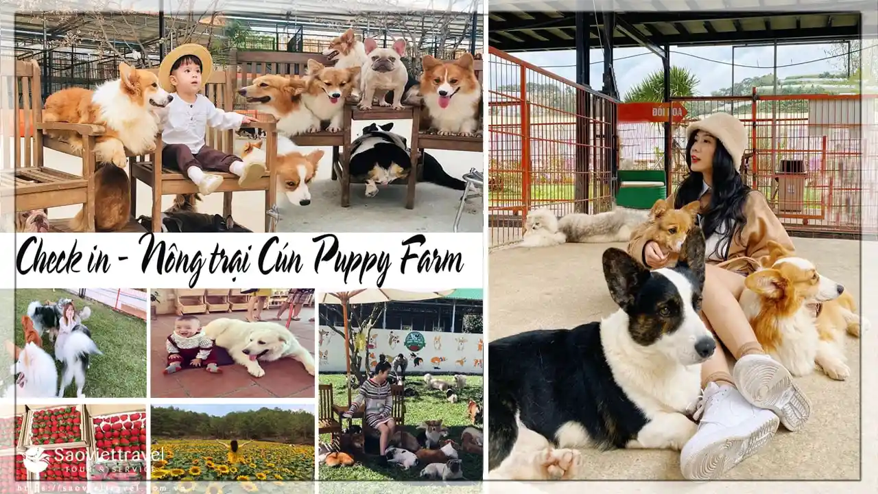 du lịch đà lạt Nông Trại Cún Puppy Farm