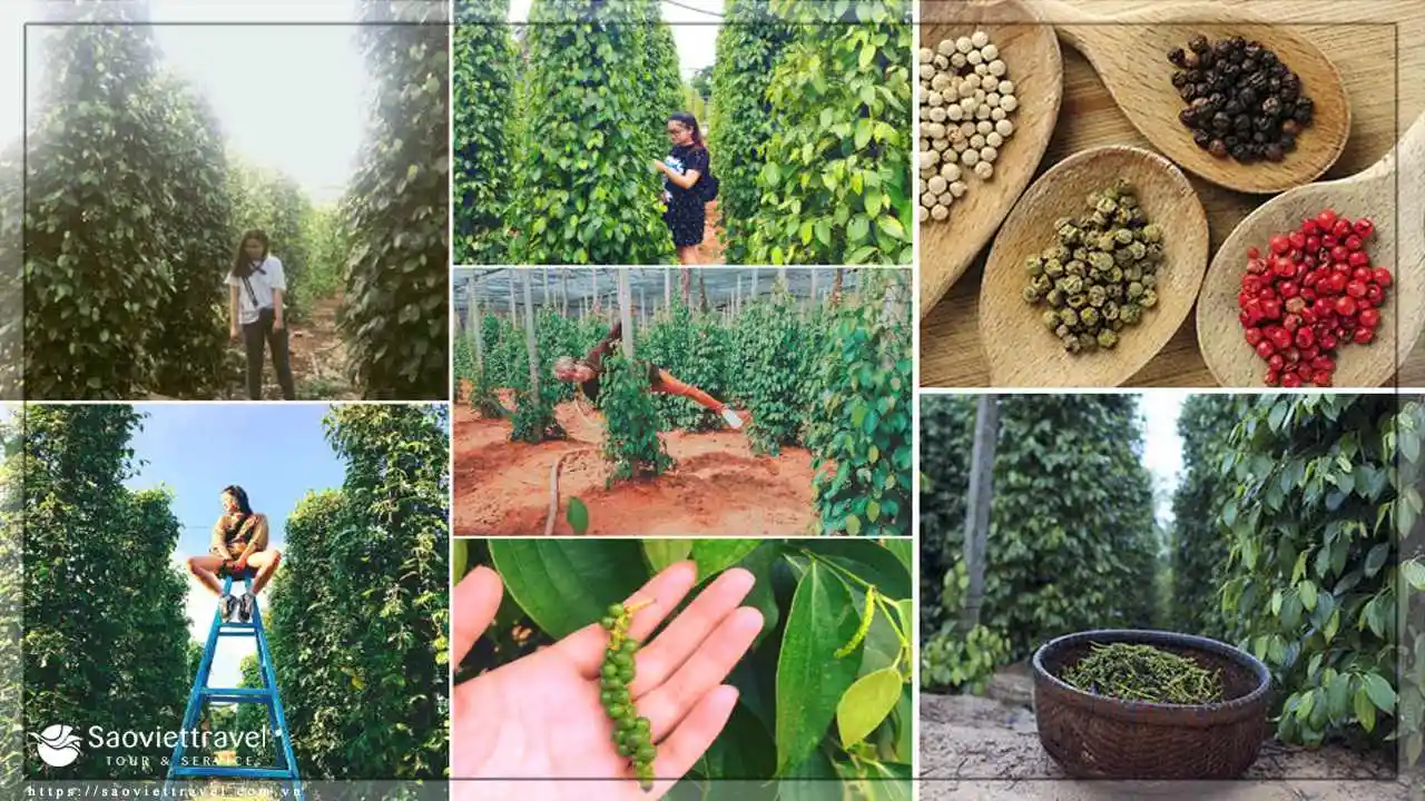 du lịch phú quốc vườn tiêu