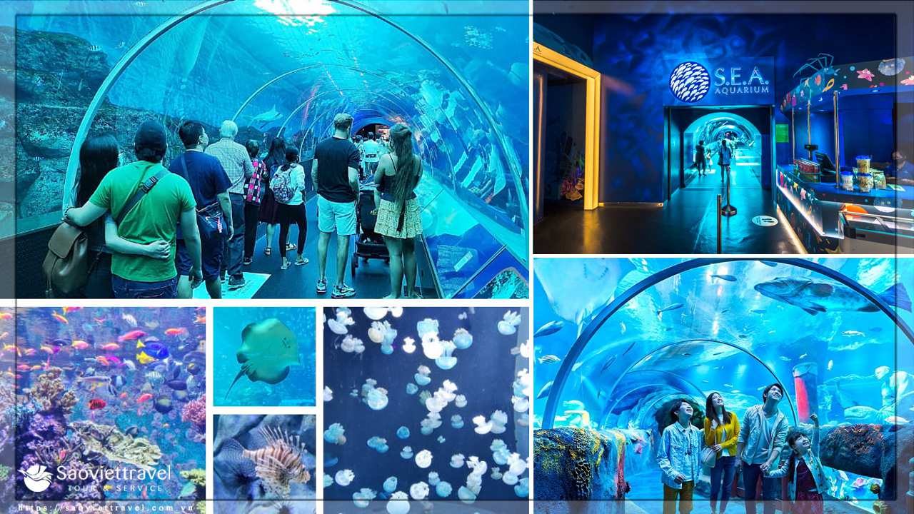 Du lịch Singapore thủy cung sea aquarium