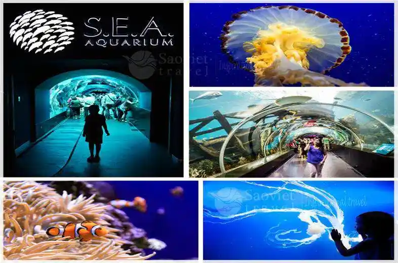 sea-aquarium_du-lich-saovietravel