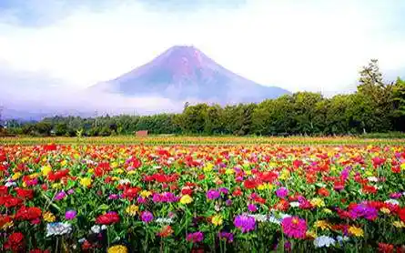 Tour Du Lịch Nhật Bản Tokyo - Núi Phú Sĩ 4 ngày giá tốt từ Tp.HCM