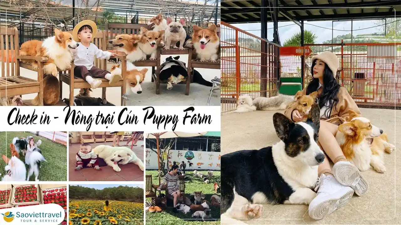 Tour Đà Lạt 3N2Đ: Sài Gòn – Thiền Viện Trúc Lâm – KDL Mongo Land – Check in Vườn